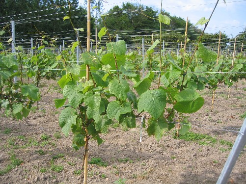Vinmark forr 06 5